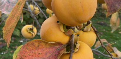 Novembre 2025 quelques nouvelles