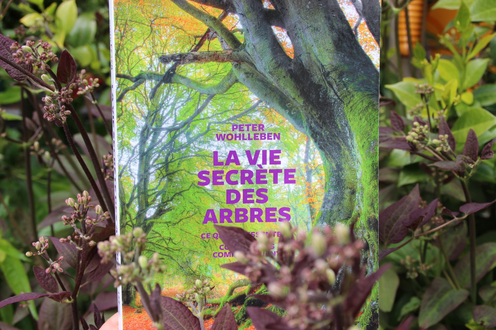 Peter Wohlleben La Vie Secrète Des Arbres Livre : La vie secrète des arbres de Peter Wohlleben - Parenthèse pour Soi